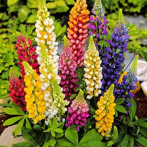 Lupine Flower Seeds  from Ukraine perennials #1172