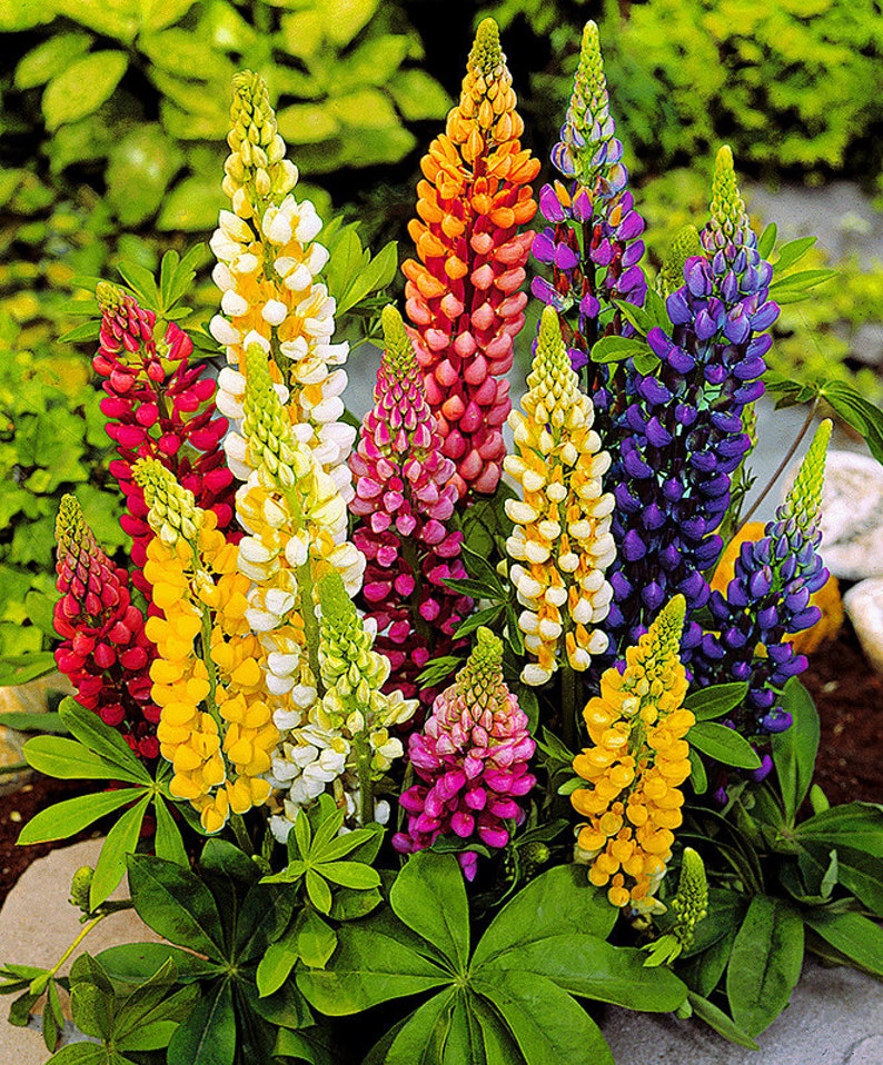 Peut inclure: Un bouquet de fleurs de lupin colorées dans des tons de rouge, rose, jaune, blanc et violet. Les fleurs sont disposées en grappe, leurs tiges hautes et leurs fleurs vibrantes créant un spectacle saisissant.