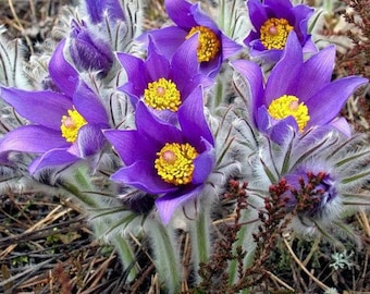 Pulsatilla vulgaris Viola