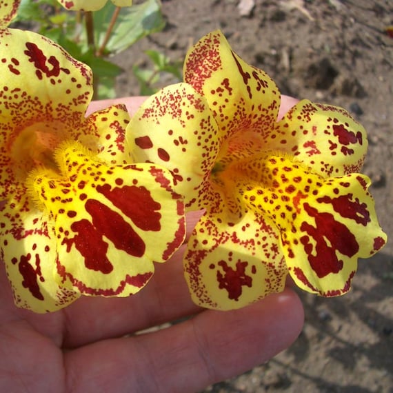 Mimulus hybridus Flower Seeds annuals