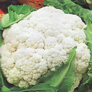Name: Cabbage seeds Cauliflower Snowball /12248