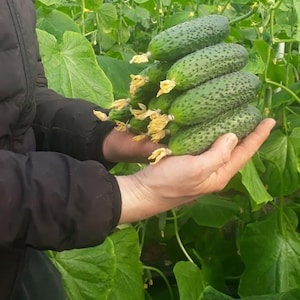 Cucumber Seeds BalkanF1 parthenocarpic