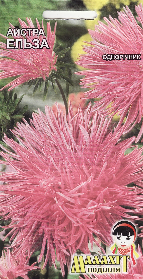 Aster Elsa Flower Seeds from Ukraine