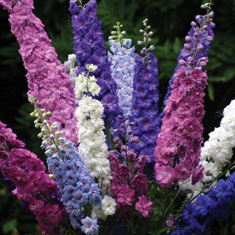 Delphinium Ajacis Low Mix Flowers Seeds from Ukraine 1083 ...