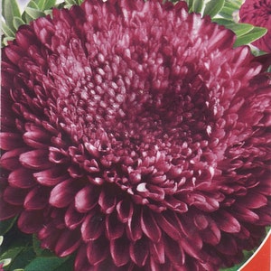 Aster flower seeds Indra from Ukraine