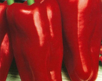 Semillas de pimiento dulce Atlant (gigante) Semillas de hortalizas tradicionales n.° 195