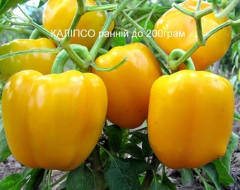 Sweet Pepper Seeds  Asti Vegetable Seeds  Ukraine Heirloom #1621