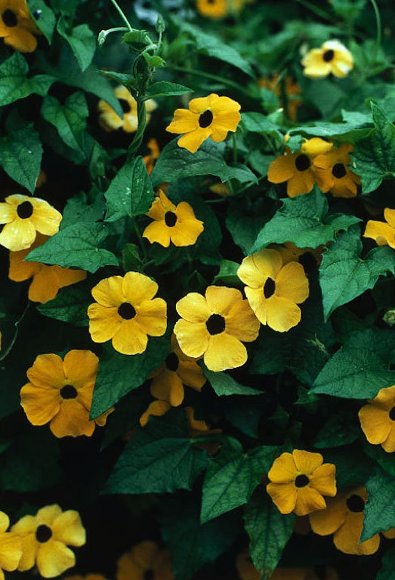 Thunbergia alata Yellow Flower Seeds Etsy