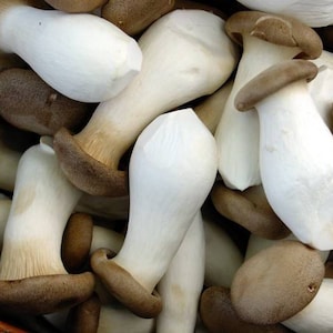 Champignons Pleurotus eryngii (huîtres royales) / Spores de mycélium fraye des graines séchées #MG002