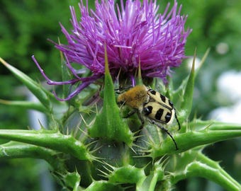 Puede incluir: Un escarabajo amarillo y negro con manchas blancas se posa sobre una planta verde espinosa con una flor morada.