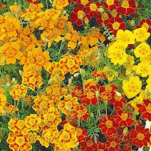 Marigold Tagetes tenuifolia Mexican Mix Flower Seeds from Ukraine#983