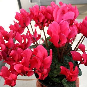 Cyclamen persicum Gaby F1 image 2