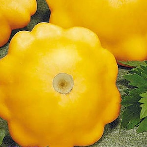 Könnte beinhalten: Nahaufnahme einer leuchtend gelben Pattypan-Kürbis mit leicht vertieftem Zentrum. Der Kürbis liegt auf einer grün-braunen Stoffoberfläche.