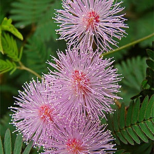 Mimosa Pudica Indoor kwiaty nasiona z Ukrainy #1246