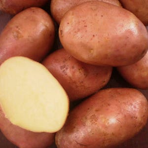 Potato seeds Virgo Vegetable seeds from Ukraine / average#1647