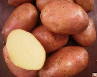 Sementes de batata Virgem Sementes de vegetais da Ucrânia / média#1647