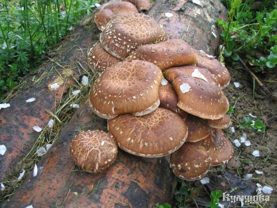 How to Grow Shiitake Mushrooms on Logs With Plug Spawn – Out Grow