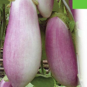 Aubergine Samen Gandia Heirloom Gemüsesamen