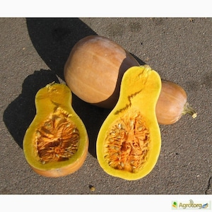 Pumpkin seeds Novelty