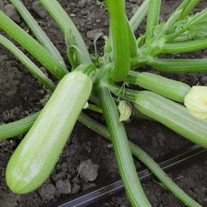 Könnte beinhalten: Eine Nahaufnahme einer Zucchini-Pflanze mit mehreren grünen Zucchinis, die daran wachsen. Die Zucchinis sind mit ihren Stielen an der Pflanze befestigt, und die Pflanze wächst in einem Garten.