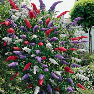 Buddleya David mix Flower seeds