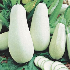 Könnte beinhalten: Eine Gruppe weißer Zucchini, einige ganz und einige in Scheiben geschnitten, auf einem Bett aus grünen Blättern.