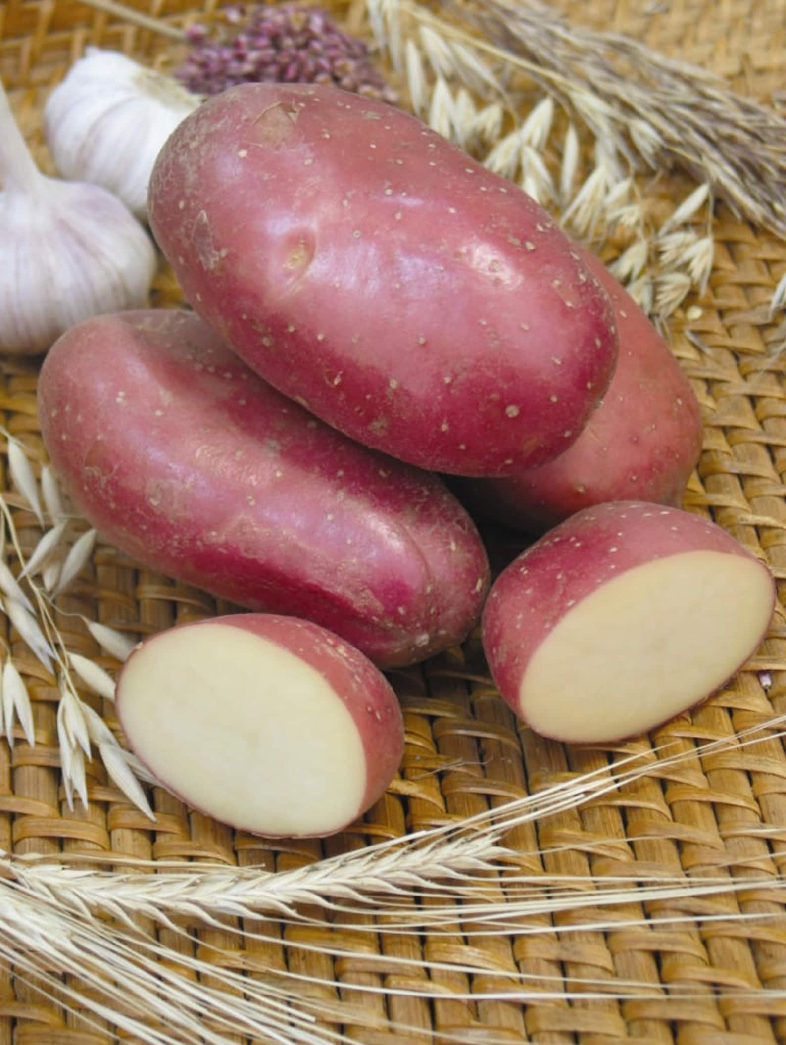 Картофель краса отзывы. Картофель семенной Ажур. СЕДЕК картофель Ажур. Ажур элита картофель. Семенной картофель Маяк.