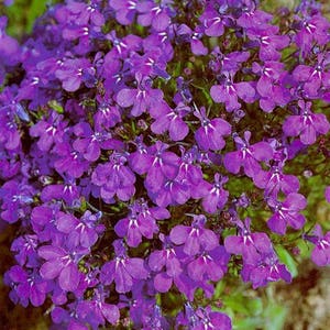 Verbena hang-downing lilac blue cascade Flower Seeds