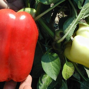 Op de afbeelding: Twee paprika's, een rode en een gele, groeien aan een wijnstok. De rode paprika is groot en vol, terwijl de gele paprika kleiner en ronder is.