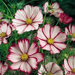 Cosmos bipinnatus Picota Flower Seeds from Ukraine