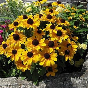Rudbeckia Toto mix Flower Seeds