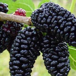 Mulberry Black Seeds Berries Seed from Ukraine/ 50 seeds