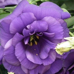 Eustoma / Lisianthus Rosie lavande bleu F1 éponge grandiflora Graines de fleurs