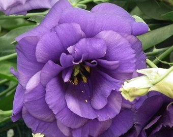 Eustoma / Lisianthus Rosie lavander blue F1 terry grandiflora Flower Seeds