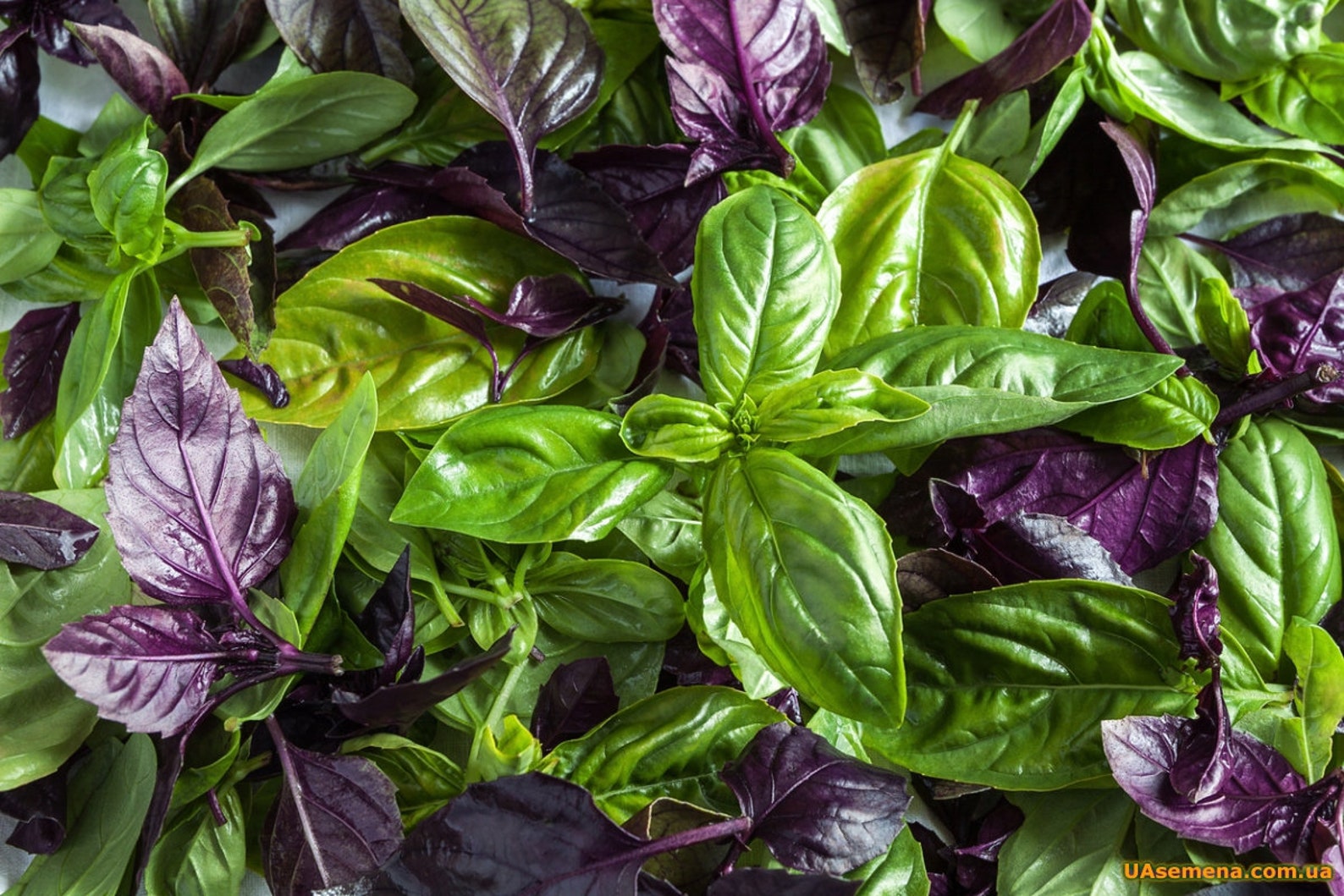Basil mix Seeds Herb Etsy