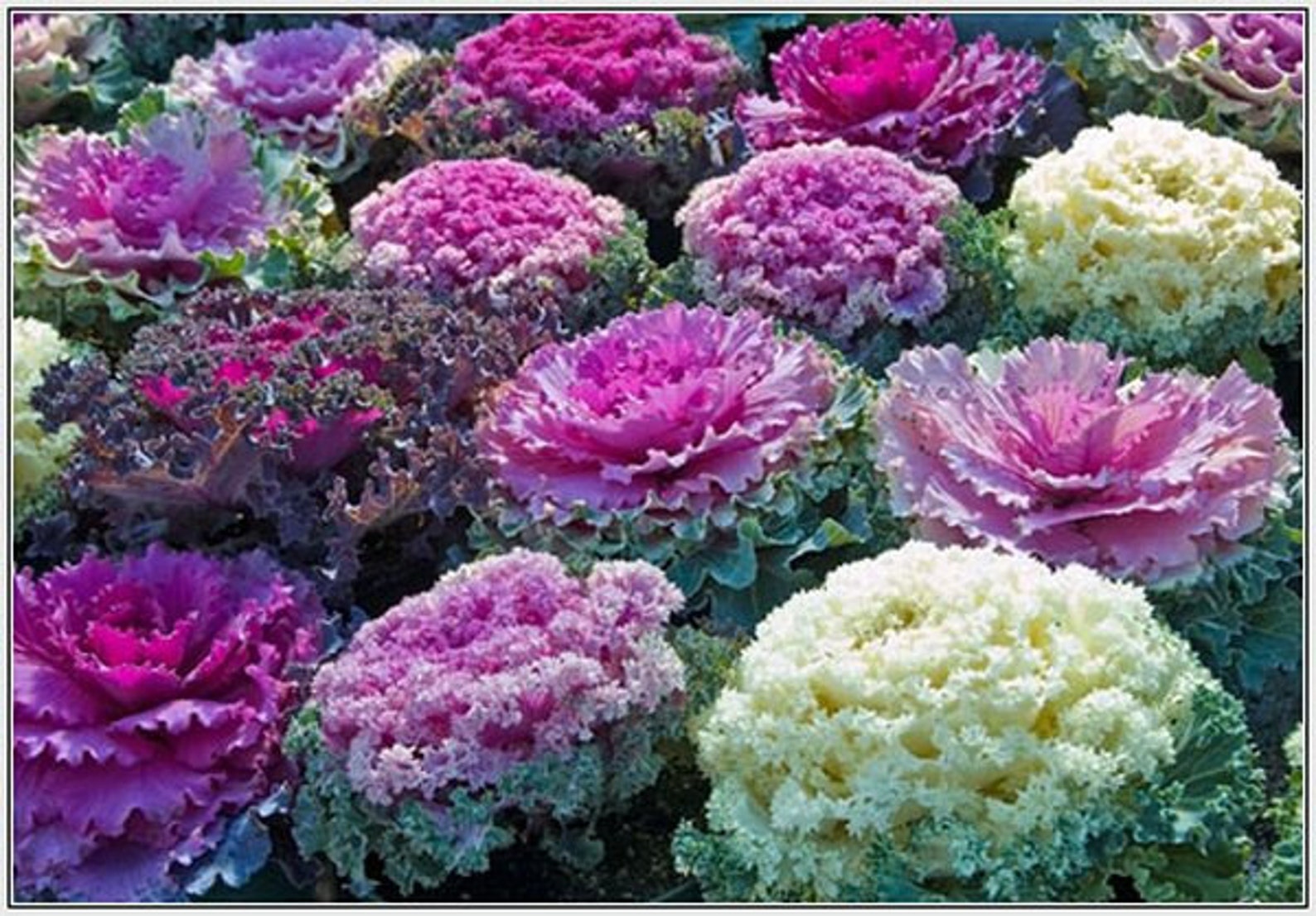 Brassica oleracea Mix annuals Flowers Seeds 1106 Etsy
