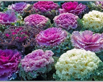 Semillas de Brassica oleracea Mixta Anuales con Flores #1106