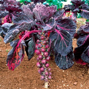 Cabbage seed Brussels Rosella Ukraine Heirloom Vegetable Seeds #636