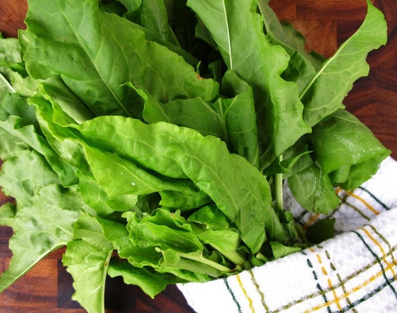 10 g Seeds Herb Sorrel Broadleaves Heirloom