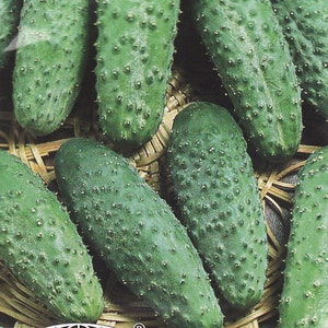 Könnte beinhalten: Nahaufnahme mehrerer grüner Gurken mit holpriger Haut. Die Gurken sind auf einer gewebten Oberfläche angeordnet. Das Bild enthält Text in einer Fremdsprache.