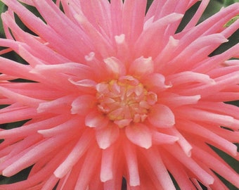 Semillas de flores de cactus Zinnia elegans "Apriori"