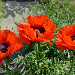 Poppy Flower Seeds Papaver Orientale Orange #1671