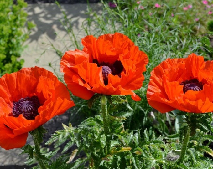 Декоративный мак купить. Мак Восточный (Papaver orientale). Мак Восточный Papaver orientale 'Cedar Hill'. Мак декоративный папавер. Мак Восточный Beauty of Livermere.