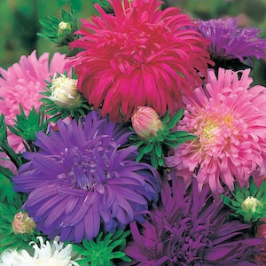 May include: A bouquet of colourful aster flowers in shades of pink, purple, and white. The flowers have a fluffy, daisy-like appearance.