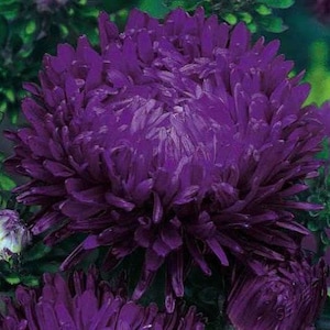 Aster Blumensamen Violet Turmalin (chinensis) einjährige Pflanze aus der Ukraine#955