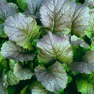 Seeds Herb Mustard Salad therapeutic Organic Heirloom Herb Seed #553
