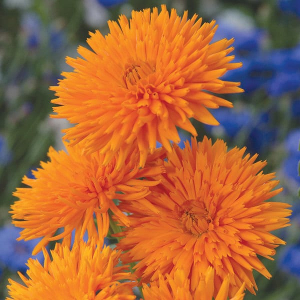 Calendula Mix Flower Seeds from Ukraine Calendula Mix Flower Seeds from Ukraine
