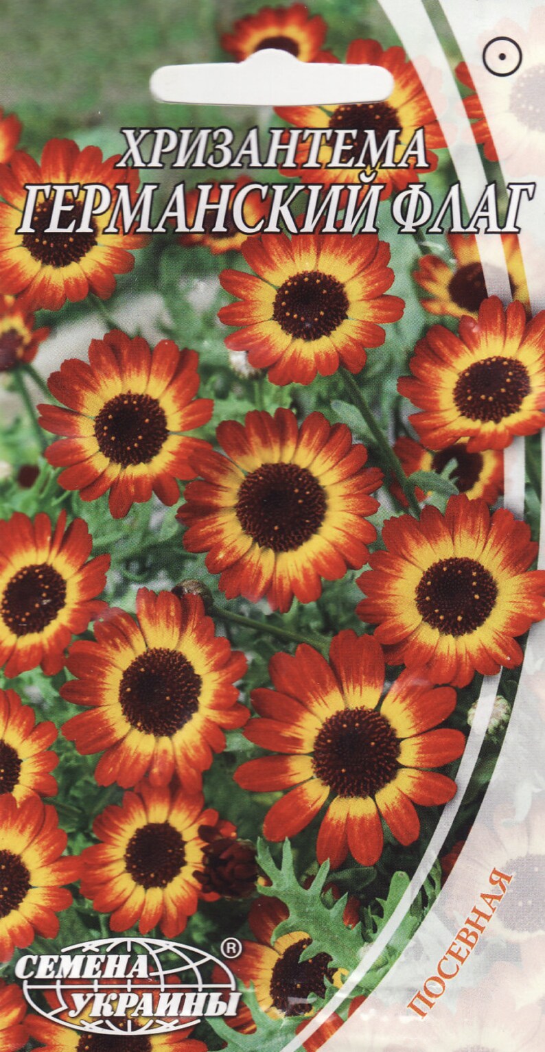 Chrysanthemum German Flag Flowers Seeds from Ukraine 1507 Etsy