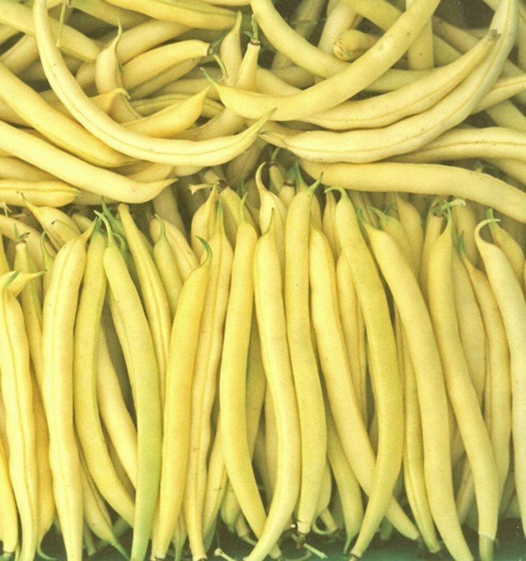 Beans Seeds Asparagus Bean Crown BUSH Etsy