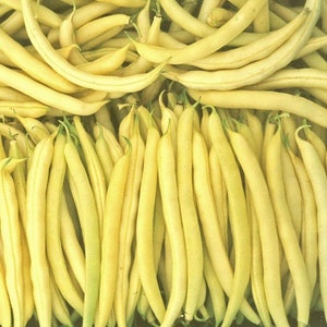 Beans Seeds asparagus bean Crown  BUSH